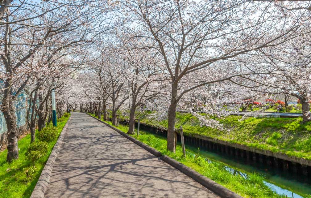海老川ジョギングロード