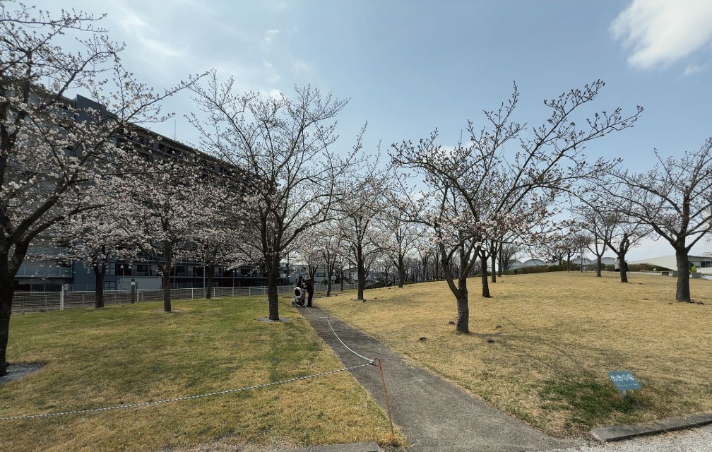 さくら広場